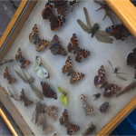 butterfly collection